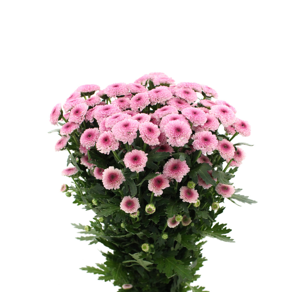 Mini Pom Pom - Vietnam