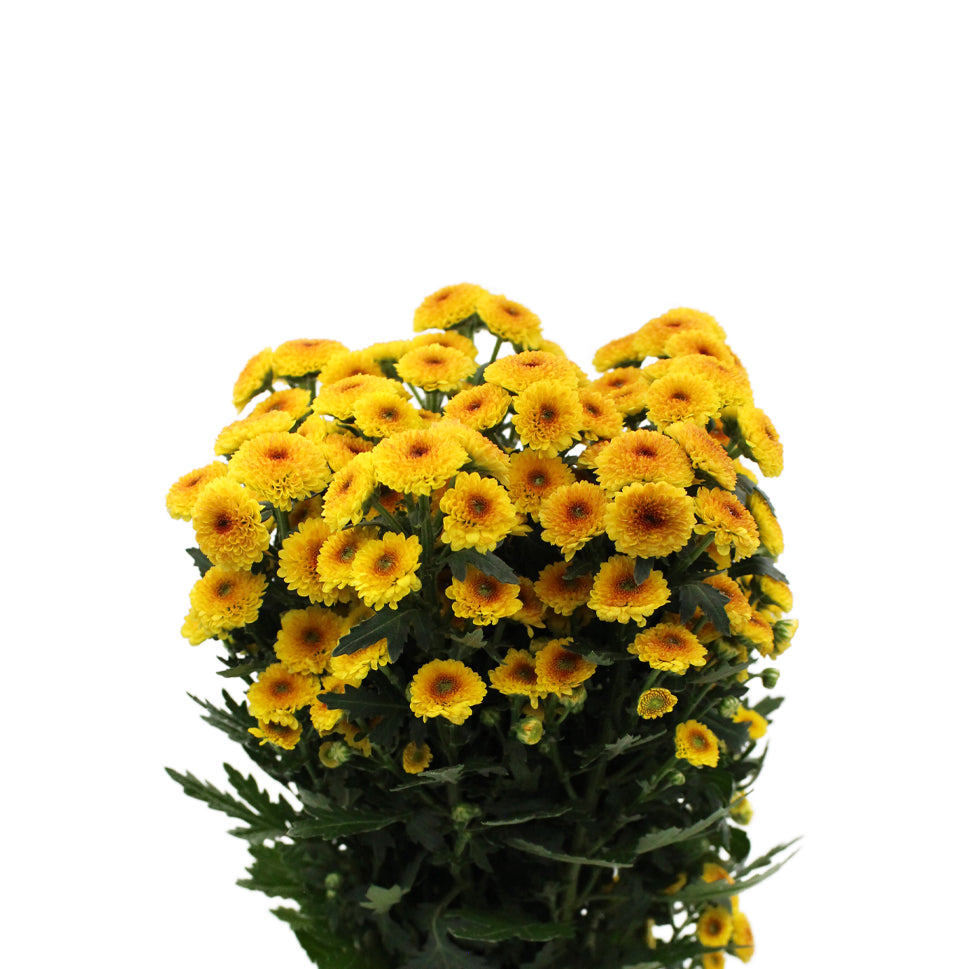 Mini Pom Pom - Vietnam