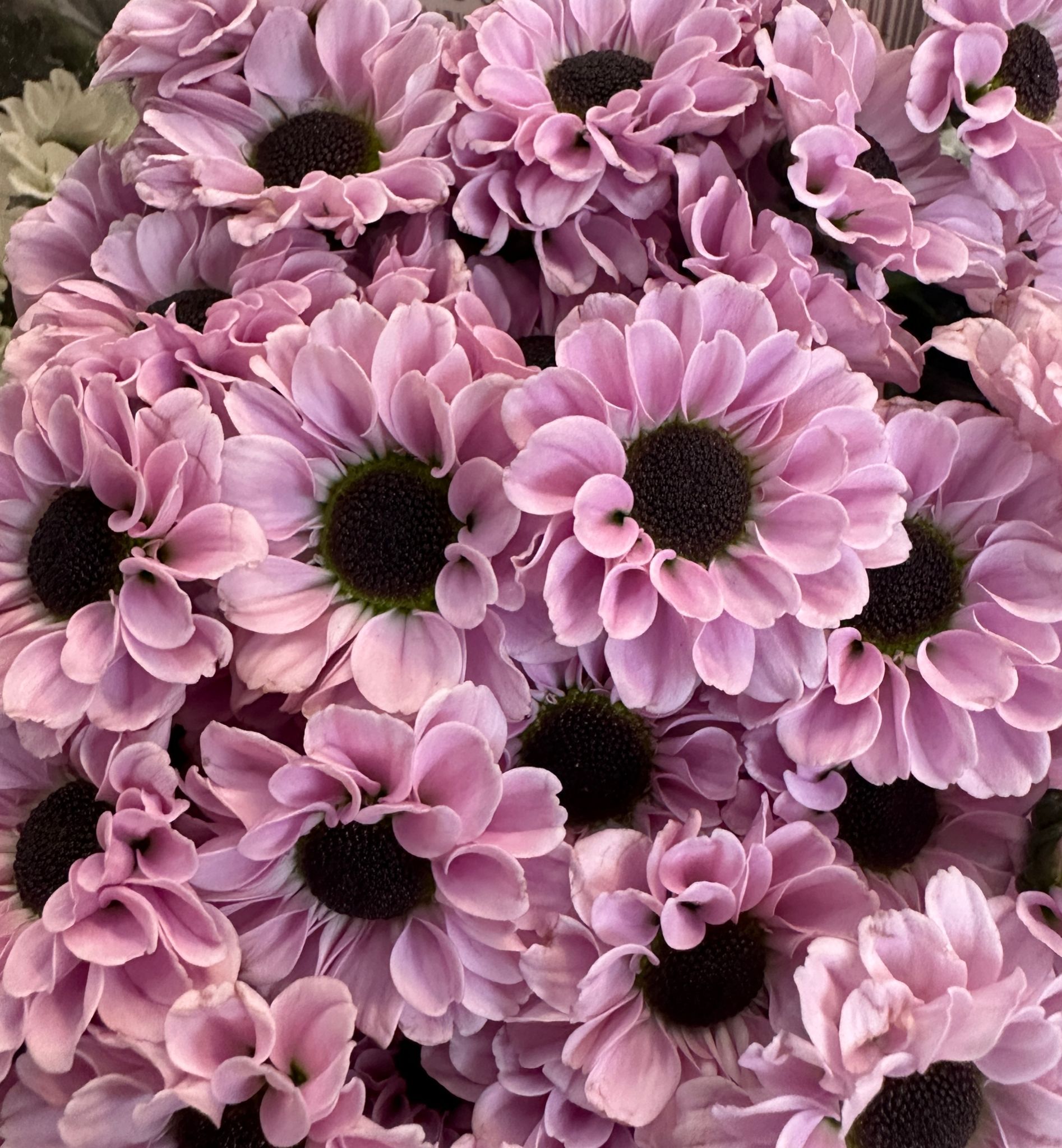 Mini Pom Pom - Vietnam