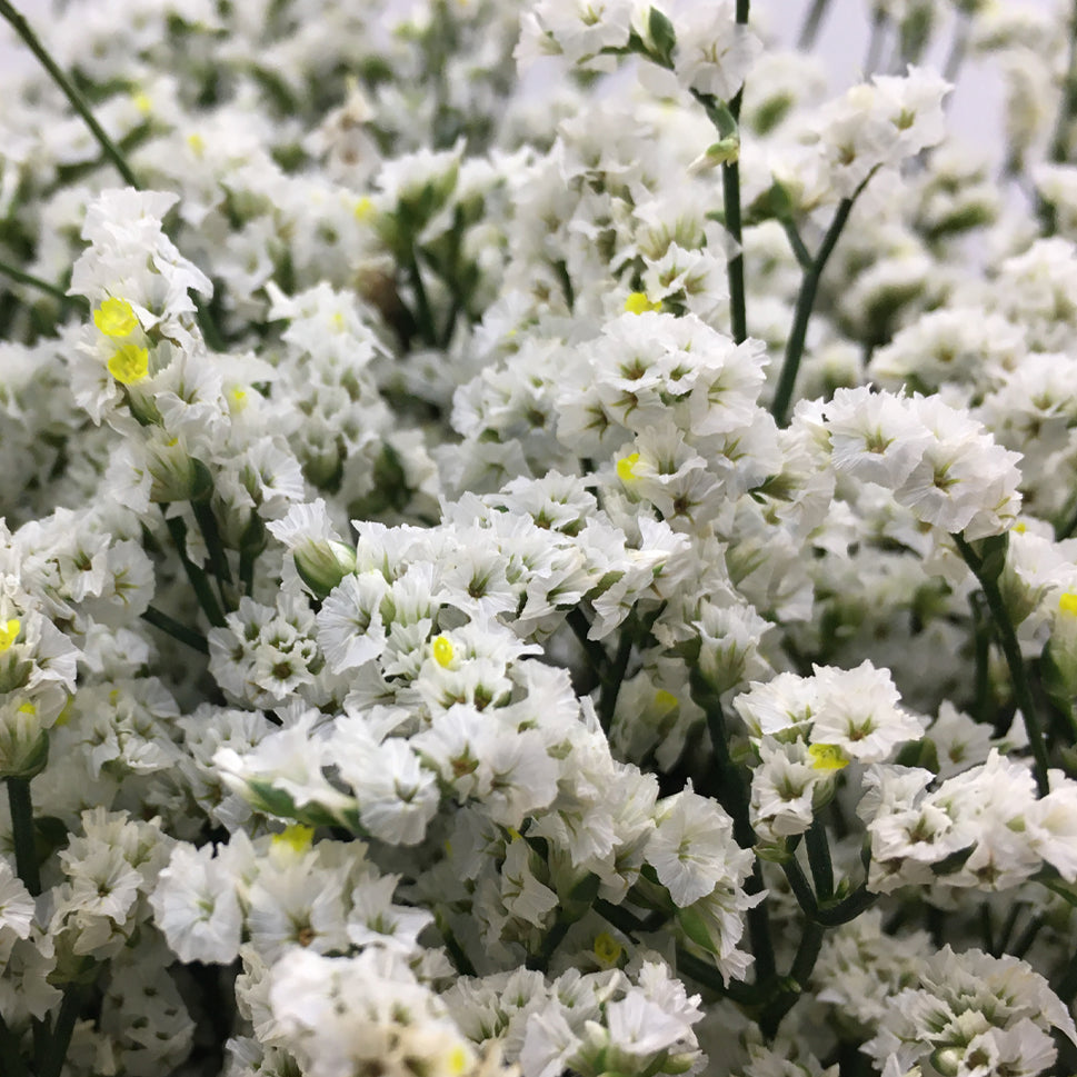Limonium - China