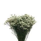 Limonium - China