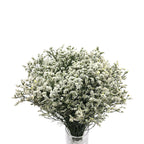 Limonium - China