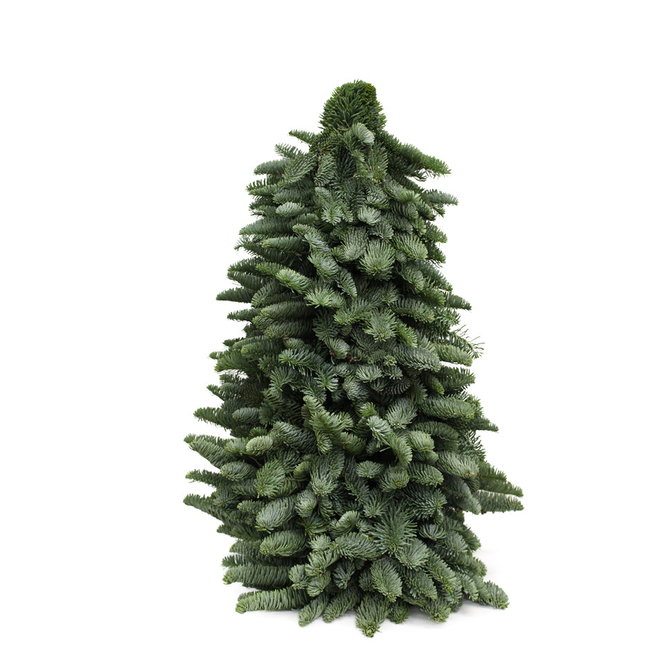 Tabletop Live Christmas Tree - Holland