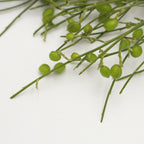 Ginester Seeds - Italy