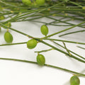Ginester Seeds - Italy