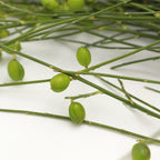 Ginester Seeds - Italy