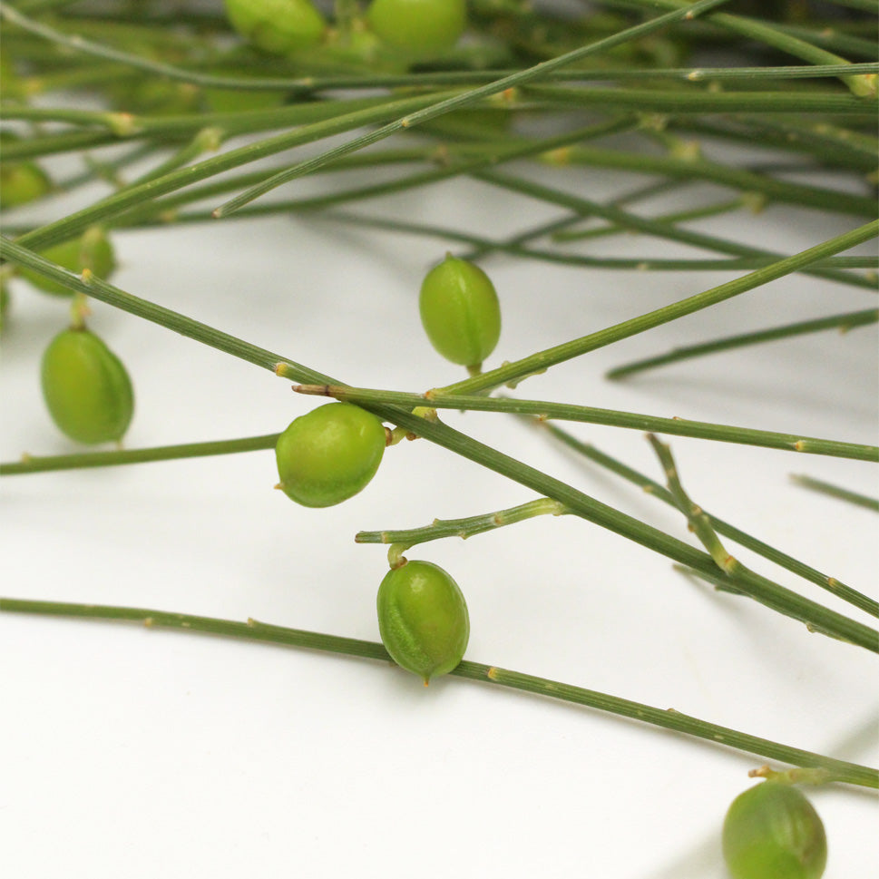 Ginester Seeds - Italy