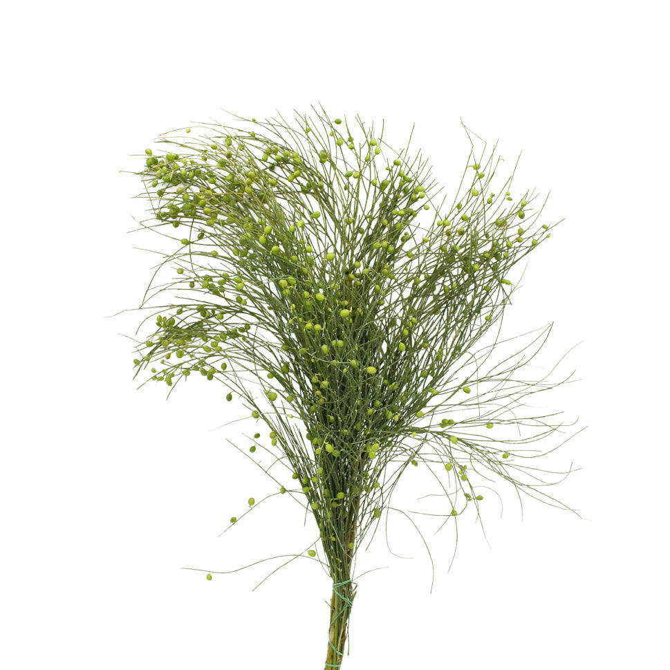 Ginester Seeds - Italy