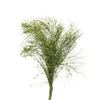 Ginester Seeds - Italy