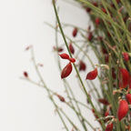 Ginester Seeds - Italy