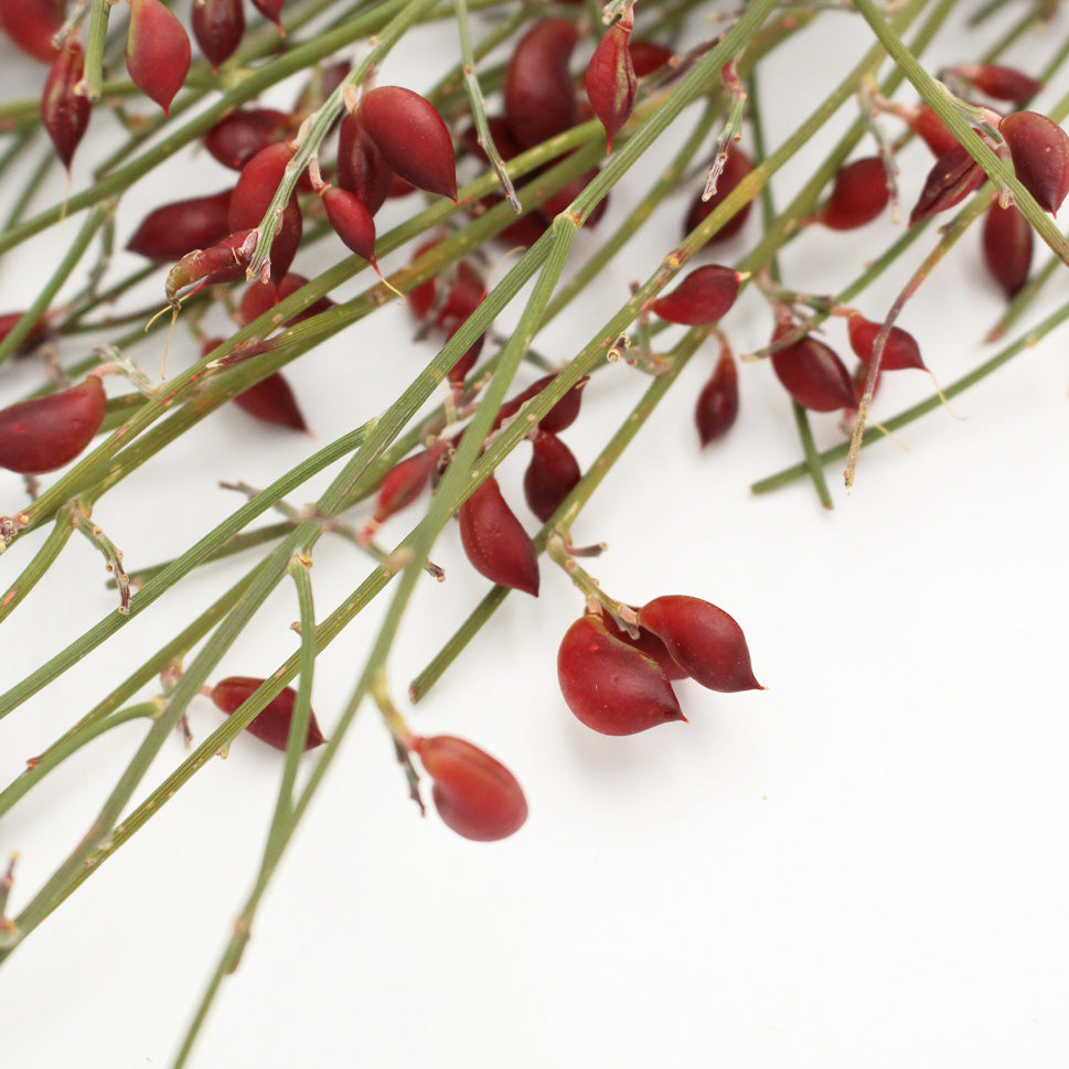 Ginester Seeds - Italy
