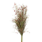 Ginester Seeds - Italy