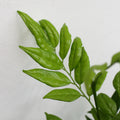 Ficus Murraya Leaves - Malaysia
