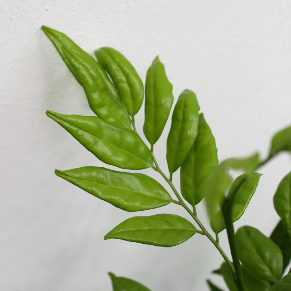 Ficus Murraya Leaves - Malaysia