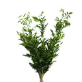 Ficus Murraya Leaves - Malaysia