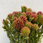 Cluster Star - South Africa