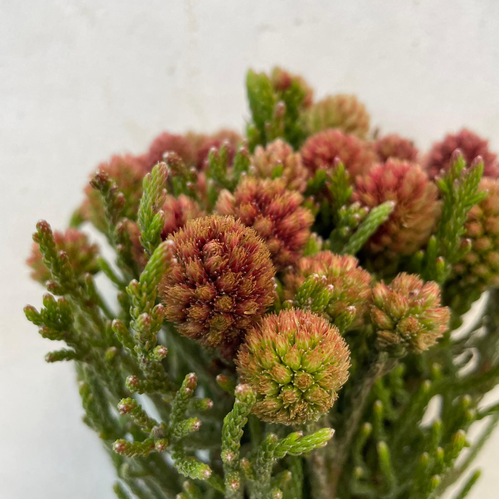 Cluster Star - South Africa