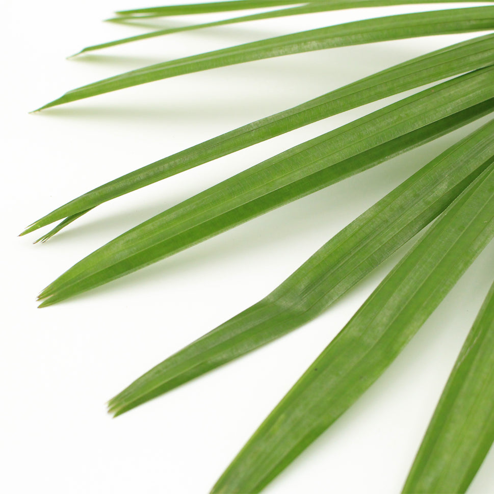 Rhapis Palm Fan Leaf Green - Malaysia