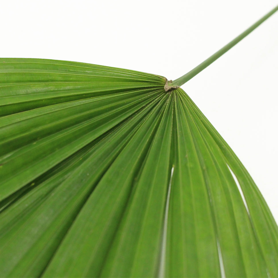 Rhapis Palm Fan Leaf Green - Malaysia