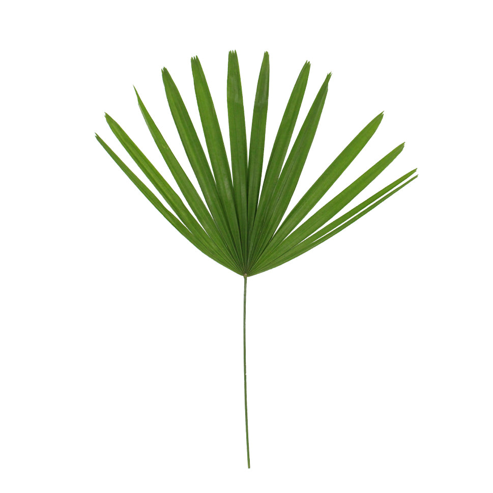 Rhapis Palm Fan Leaf Green - Malaysia