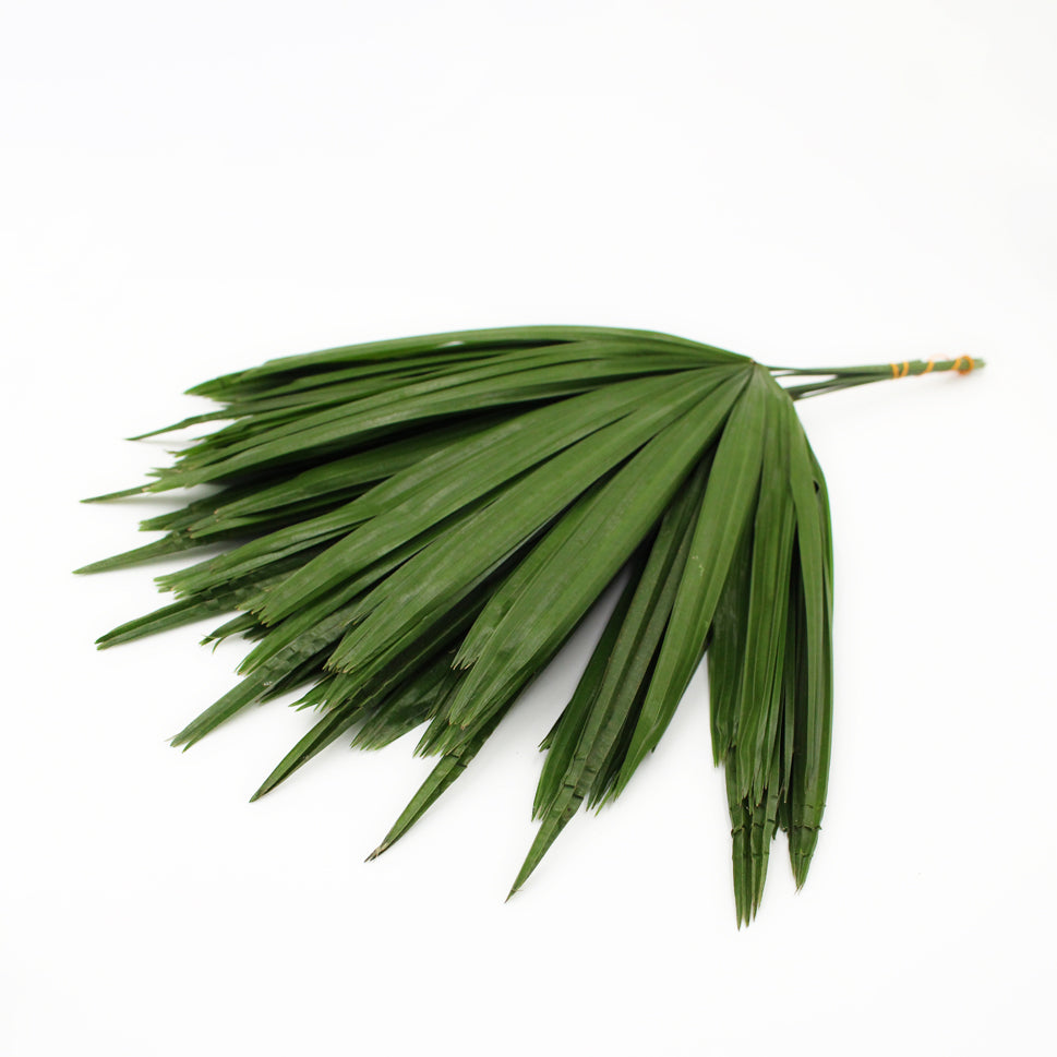 Rhapis Palm Fan Leaf Green - Malaysia