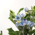 Oxypetalum (Lan Xing Hua) Blue - China