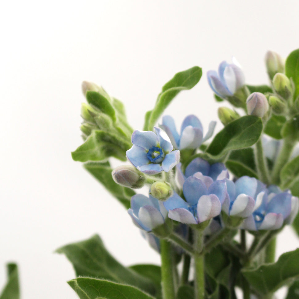 Oxypetalum (Lan Xing Hua) Blue - China