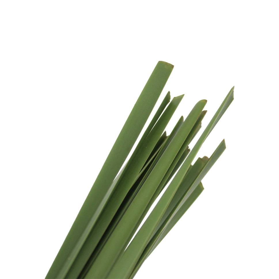 Typha Leaf - Taiwan