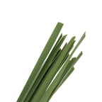 Typha Leaf - Taiwan