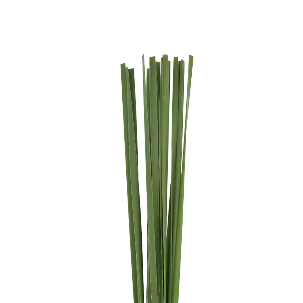 Typha Leaf - Taiwan