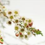 Wax Flower - China