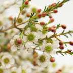 Wax Flower - China