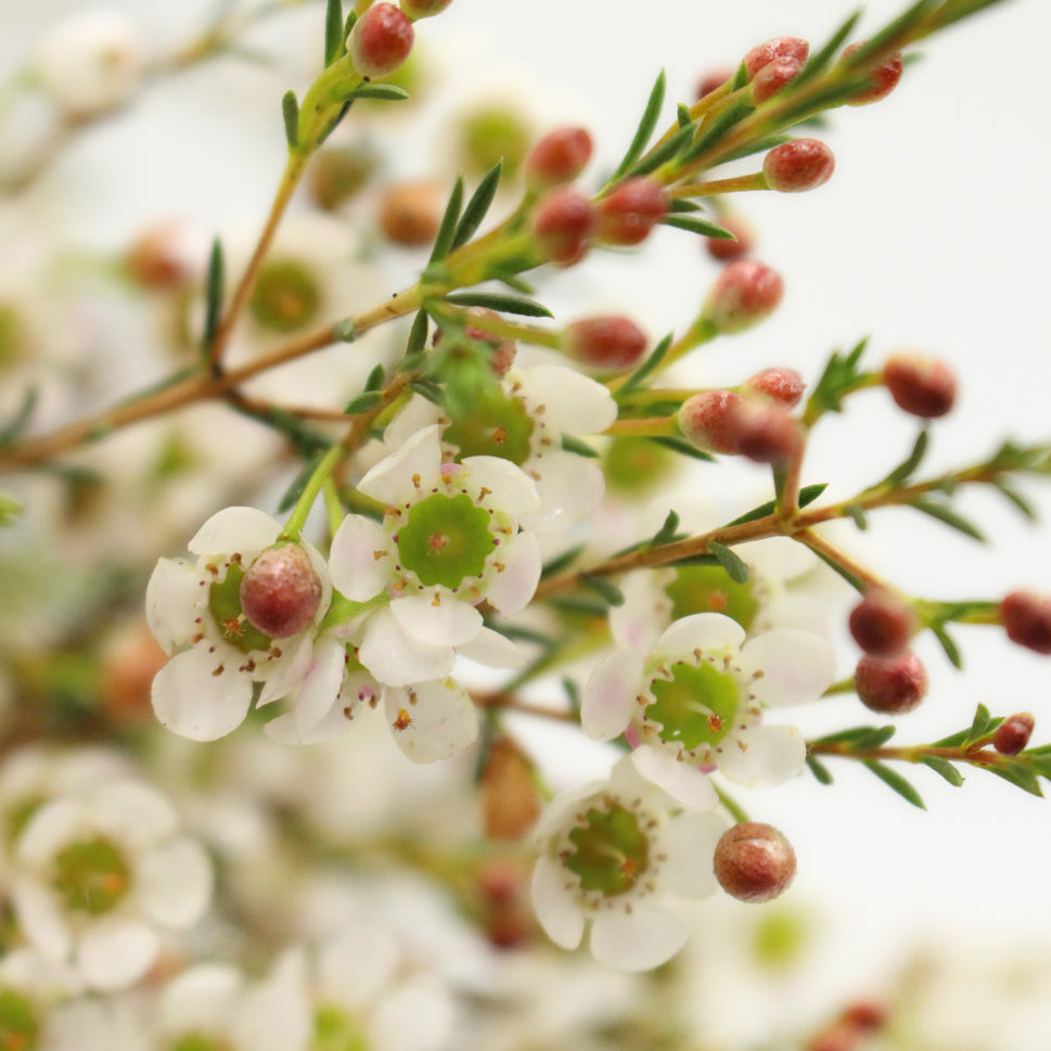 Wax Flower - China