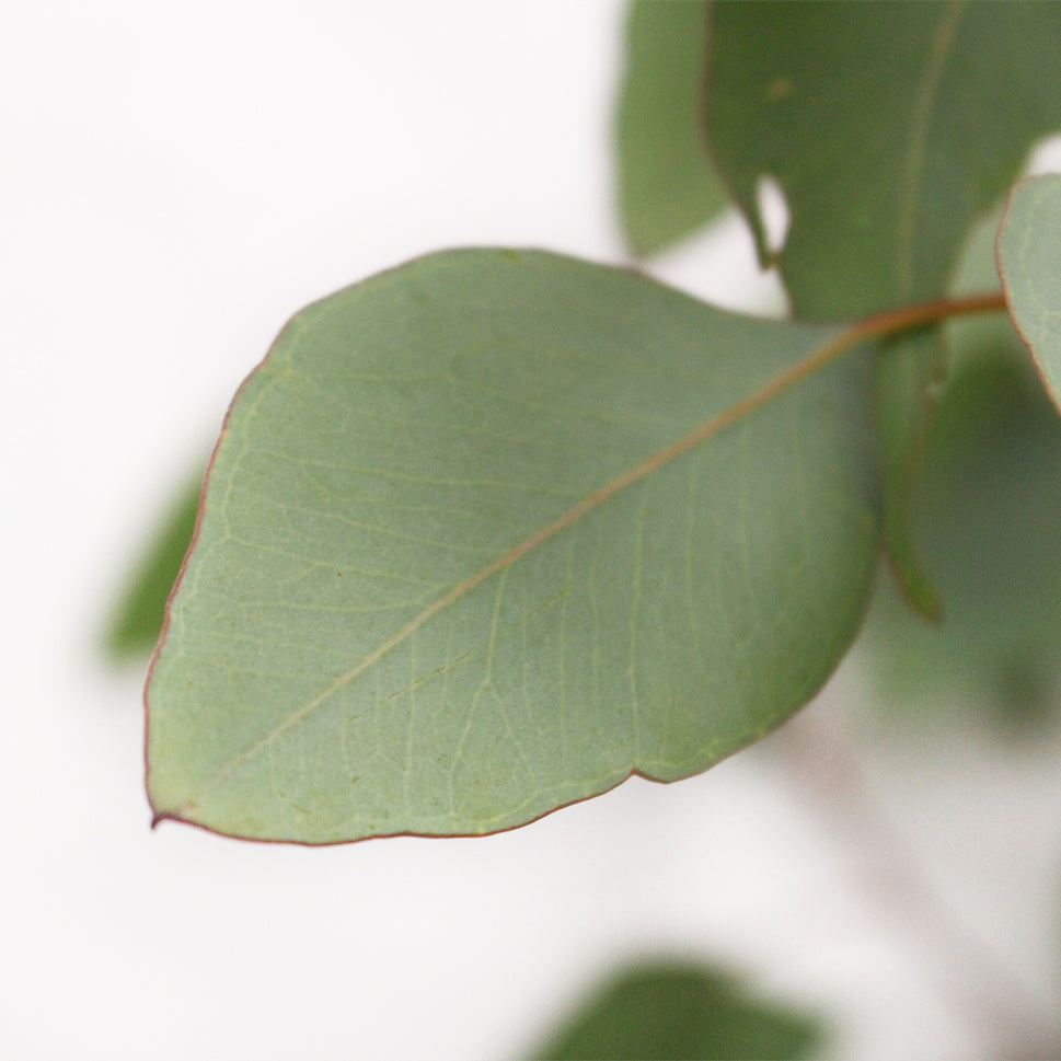 Eucalyptus Populus - Italy