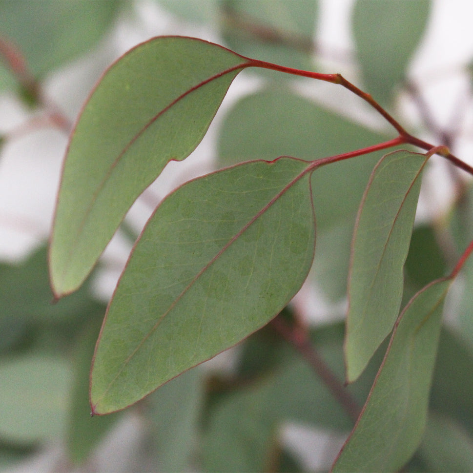 Eucalyptus Populus - Italy
