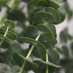 Eucalyptus Baby Blue - Italy