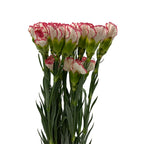 Carnation Two Tone - China