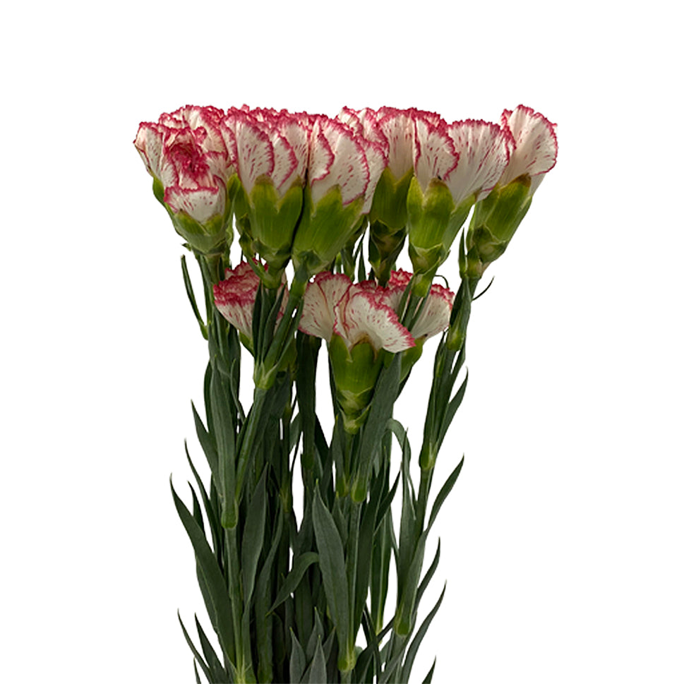 Carnation Two Tone - China