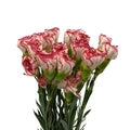 Carnation Two Tone - China