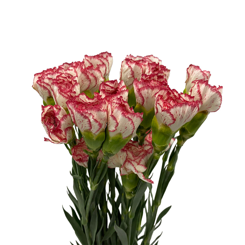 Carnation Two Tone - China