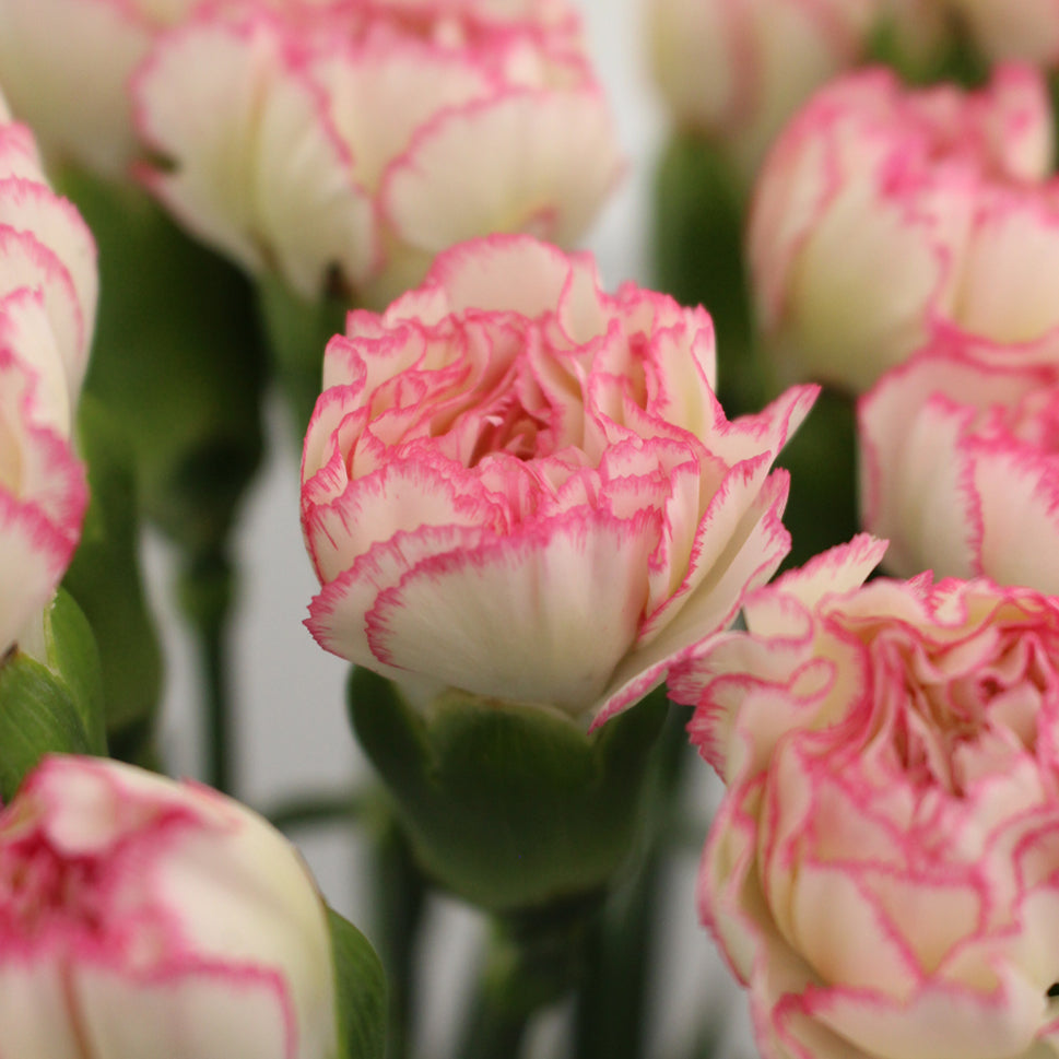Carnation Two Tone - China