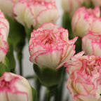 Carnation Two Tone - China