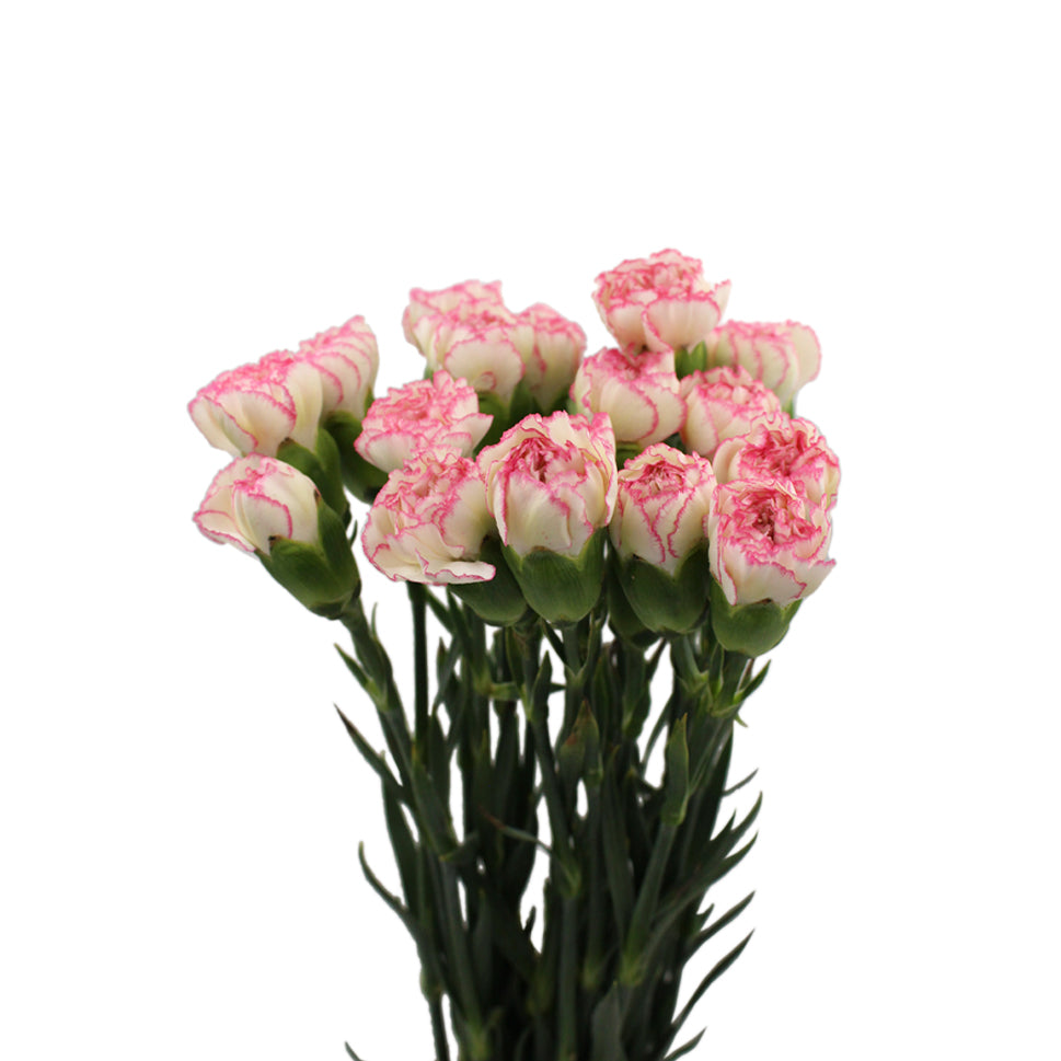 Carnation Two Tone - China