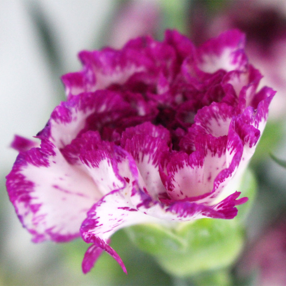 Carnation Two Tone - China