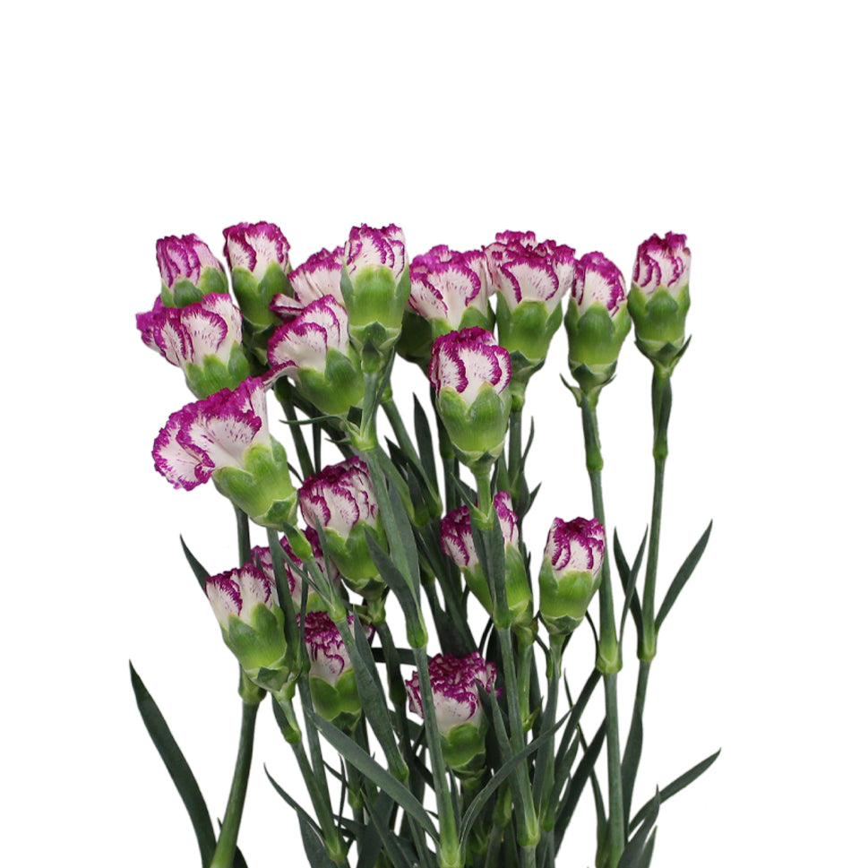 Carnation Two Tone - China