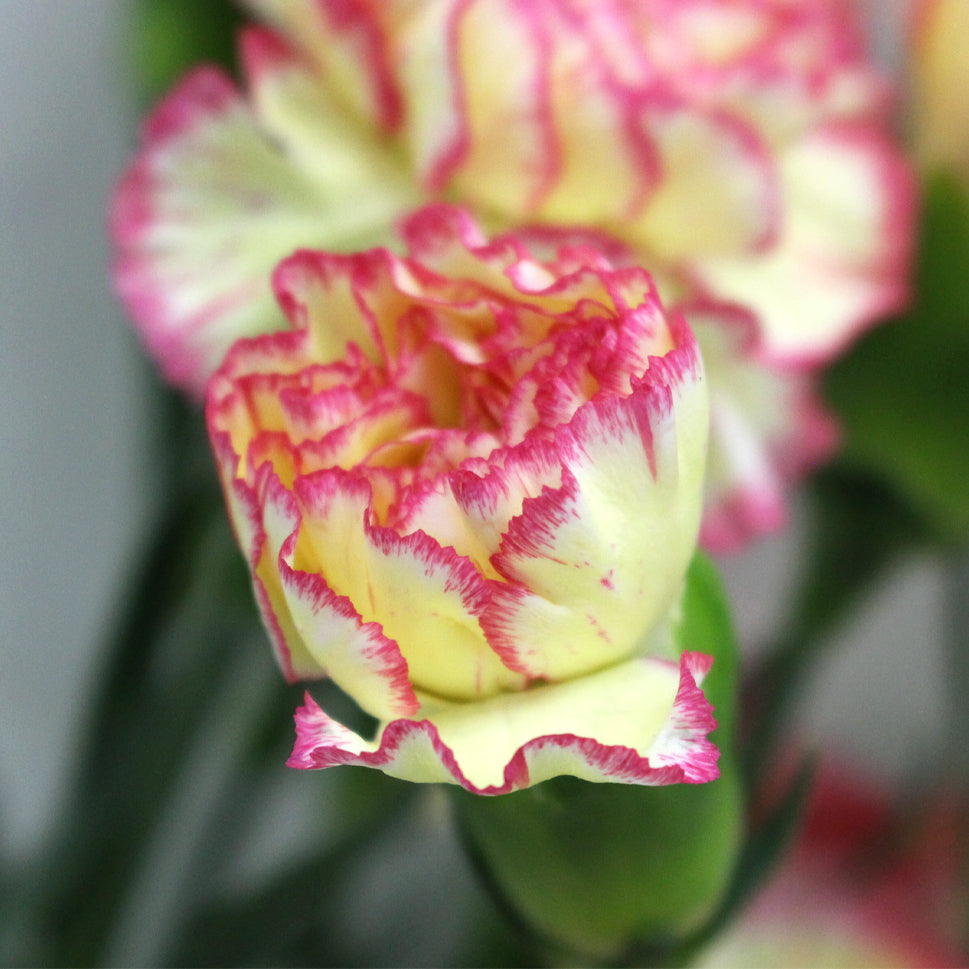 Carnation Two Tone - China