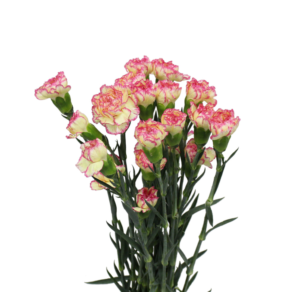 Carnation Two Tone - China