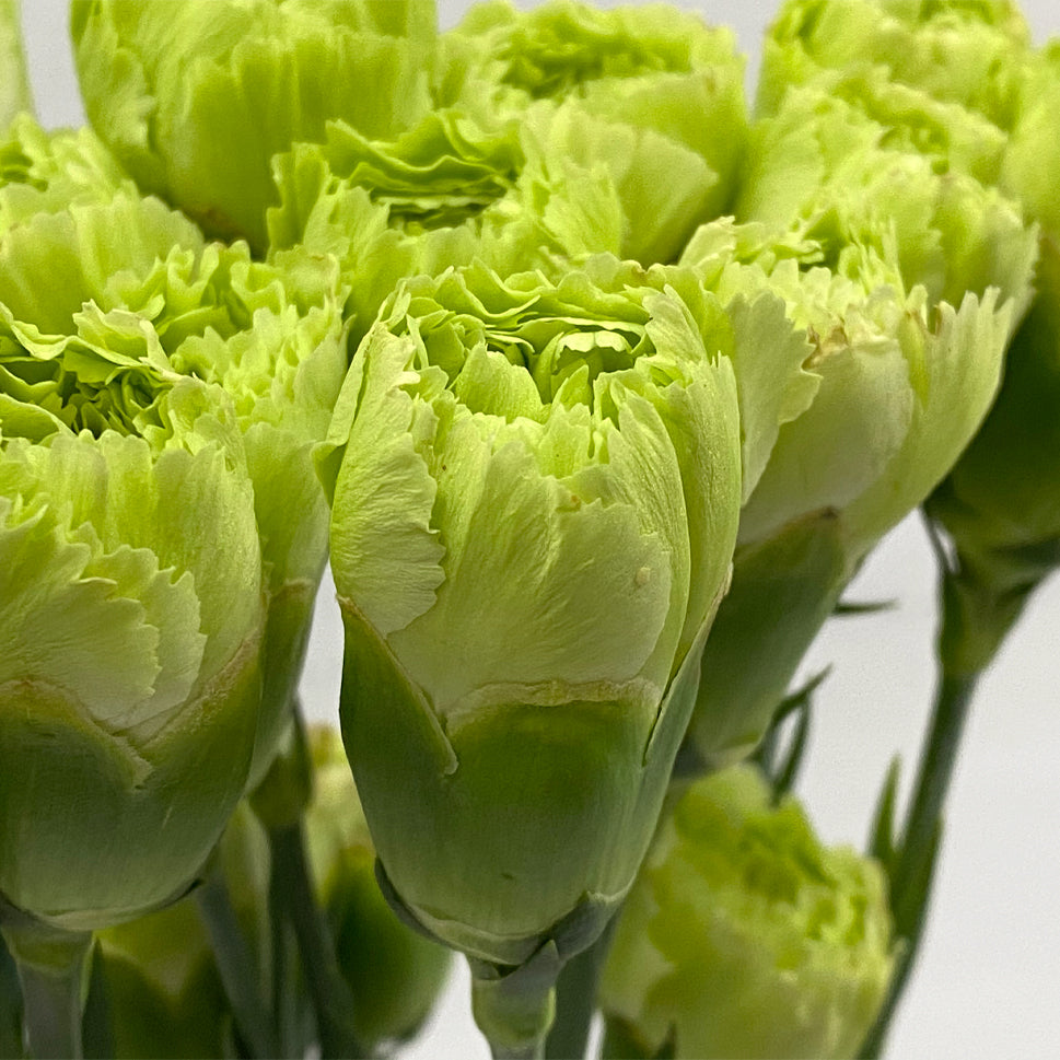 Carnation - China