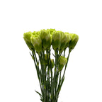Carnation - China