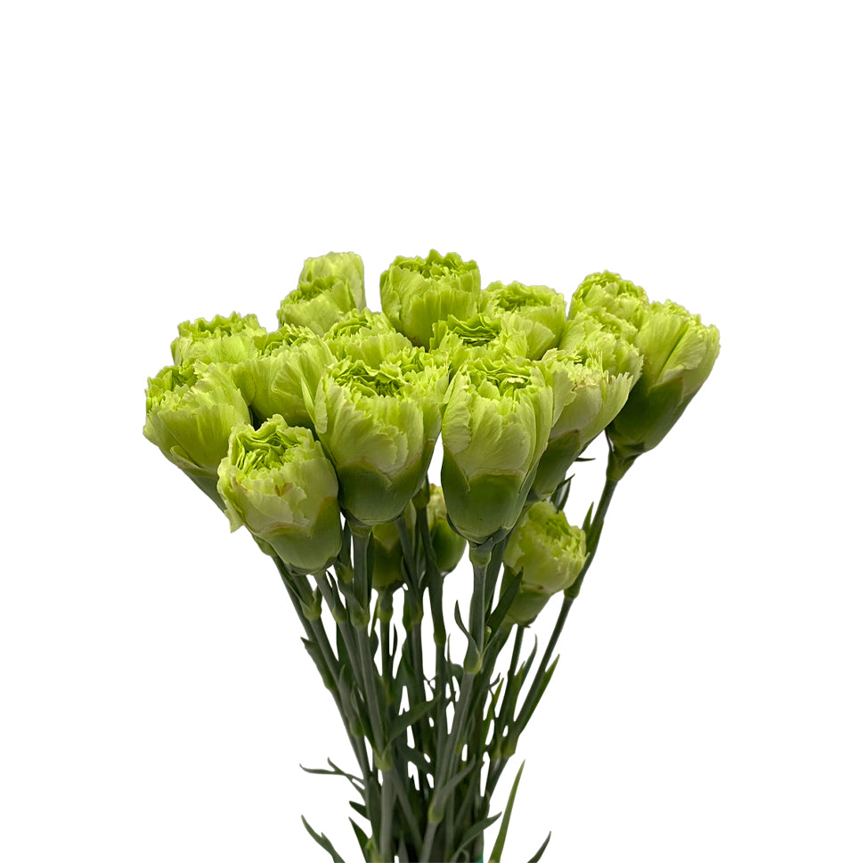 Mother's Day Carnation - China